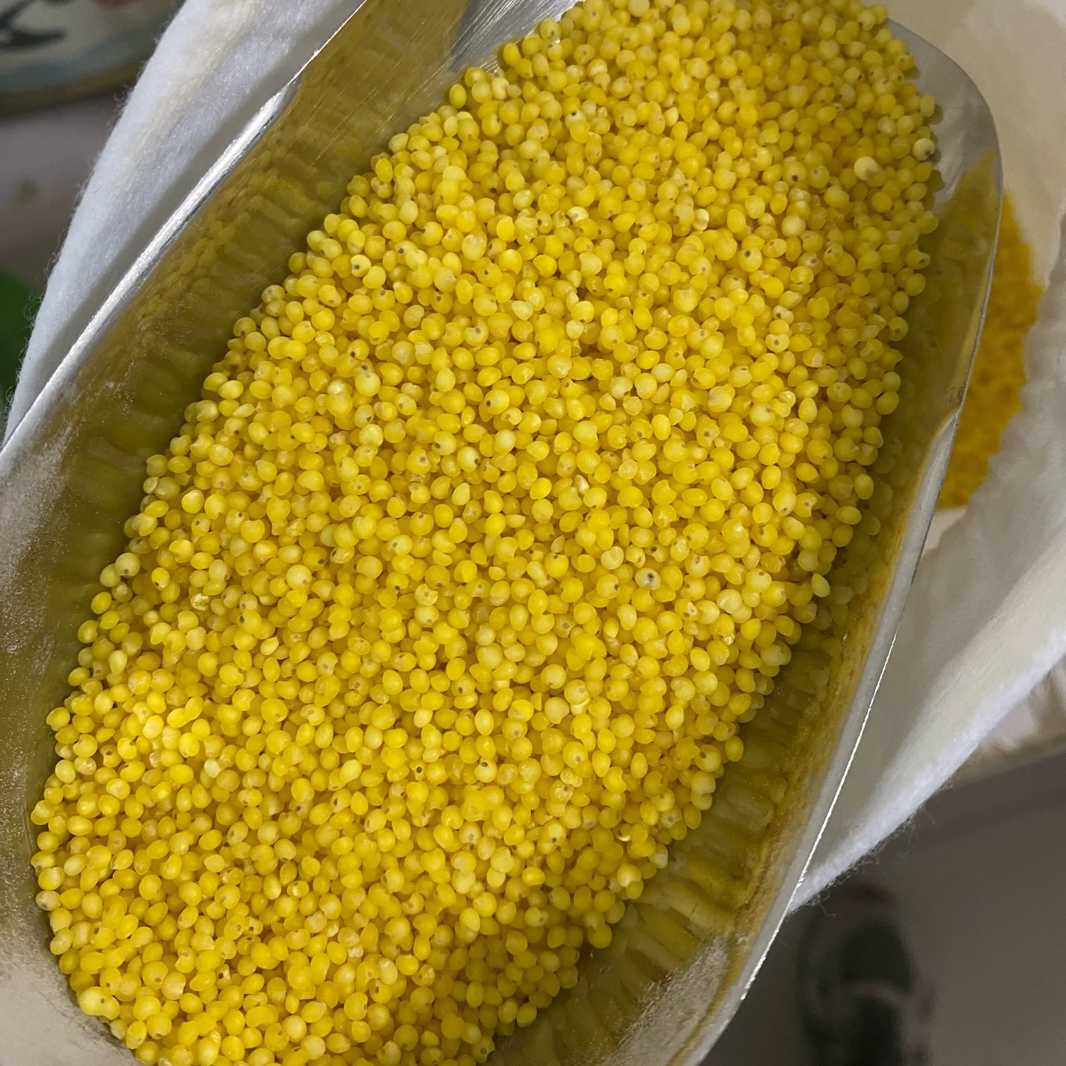 陕北定边   2025新 大黄米