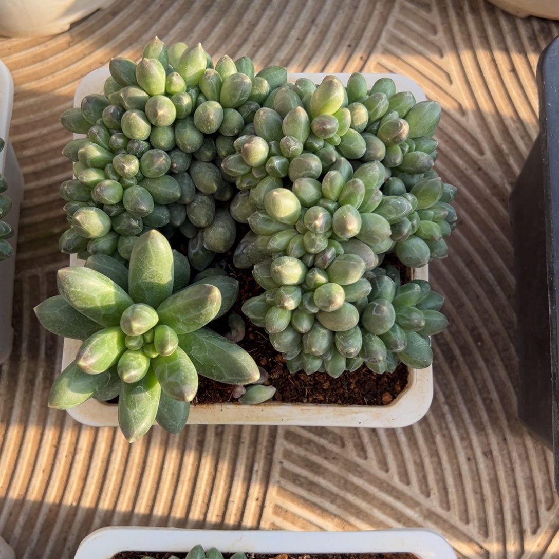 萌***狗千代田缀多肉植物20
