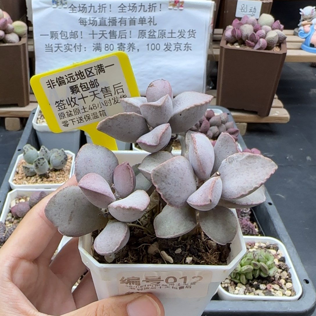 012金牛座多肉植物