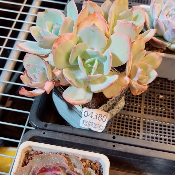 嗯***哼幸运的是我没有遇到过幸运