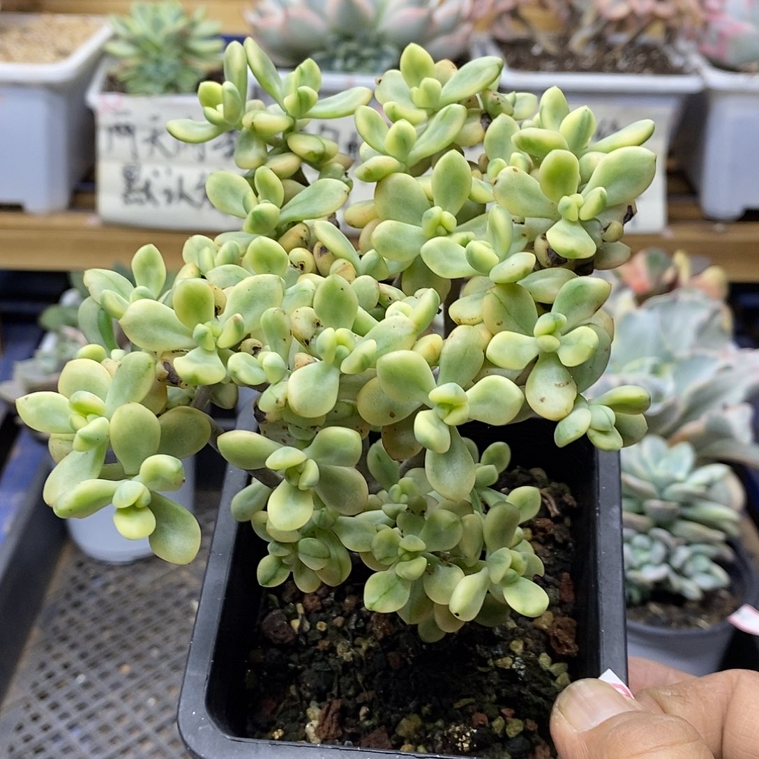 2636 米奇锦多肉