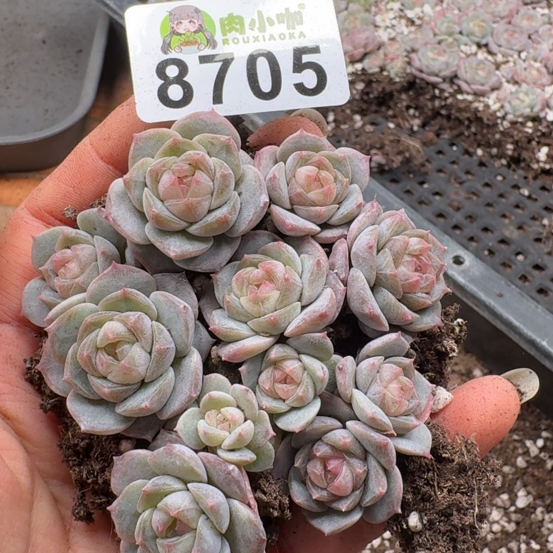 多肉植物多肉植物