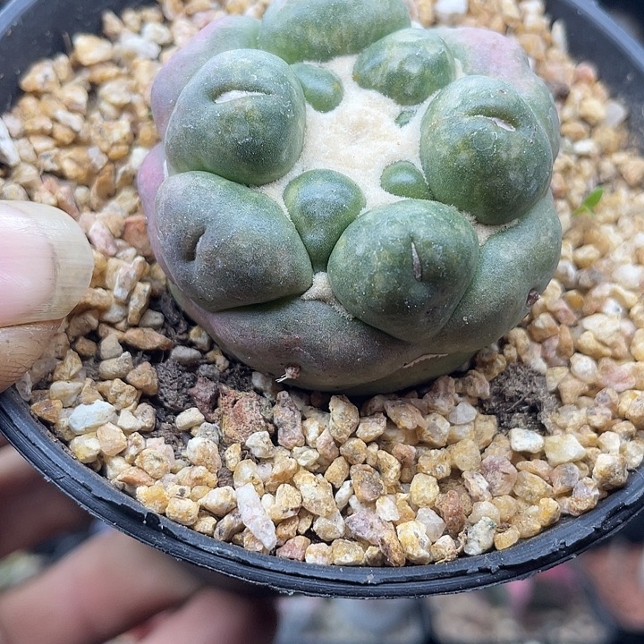 无刺象牙一颗包邮