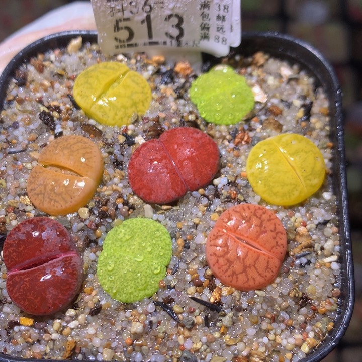 精品生石花36.513