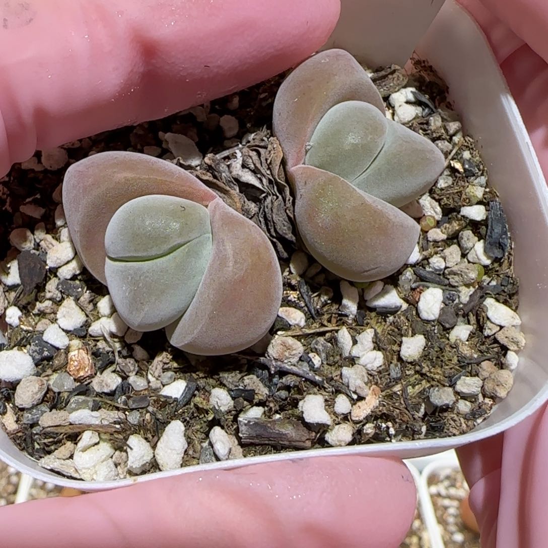 肉锥多肉植物百科-853