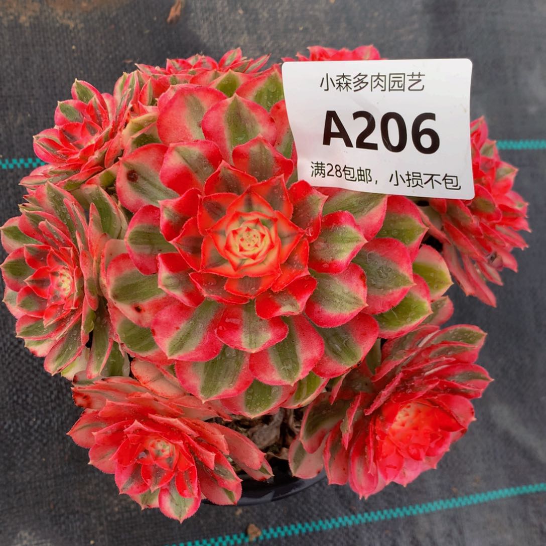 梅**贝206倾城888888