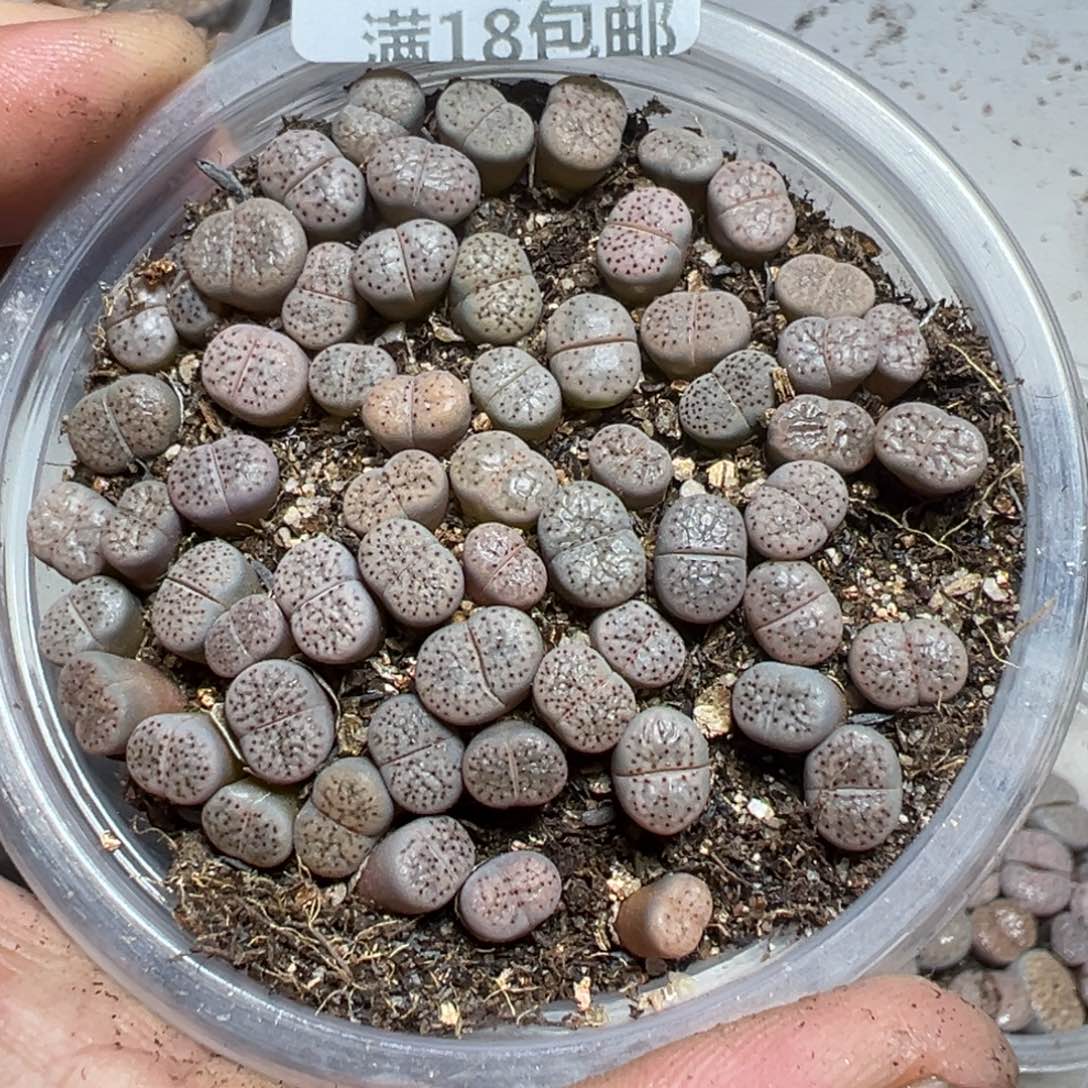 【闪购商品】 027。     