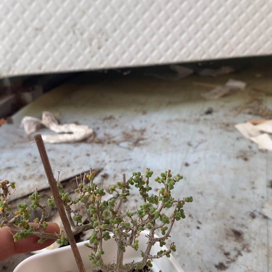 2*730米粒福利。    