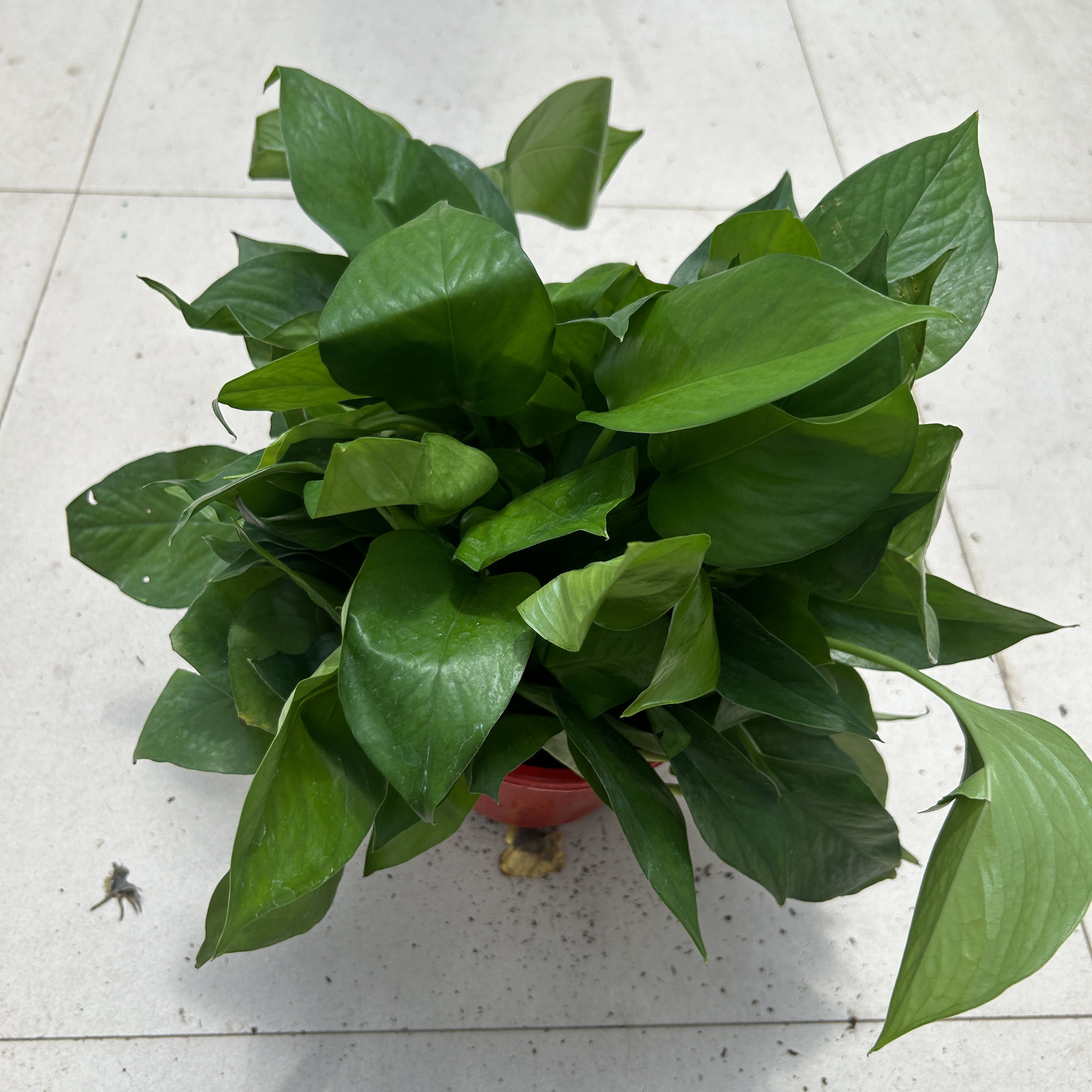 两盆180盆吸水绿萝密度好