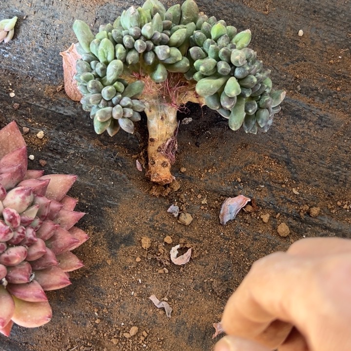 L***a然的多肉一物一拍千袋甜对话