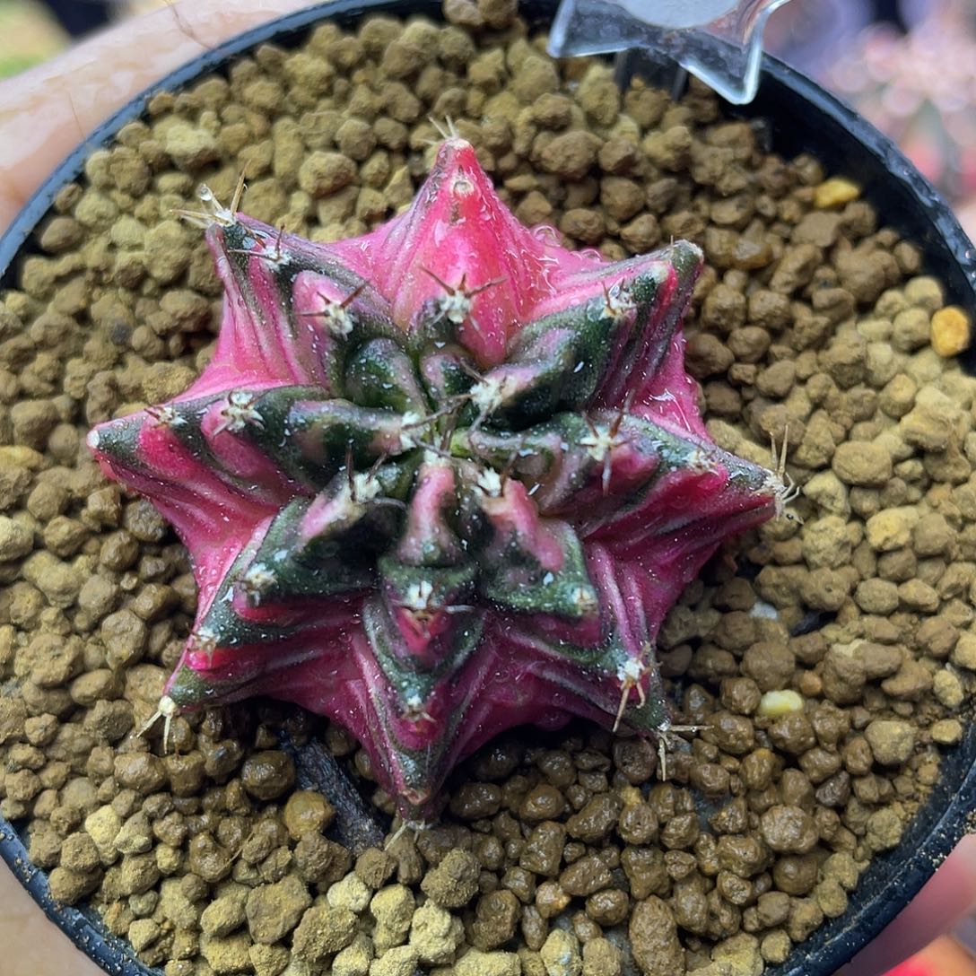 1-285米哈锦4.4厘米