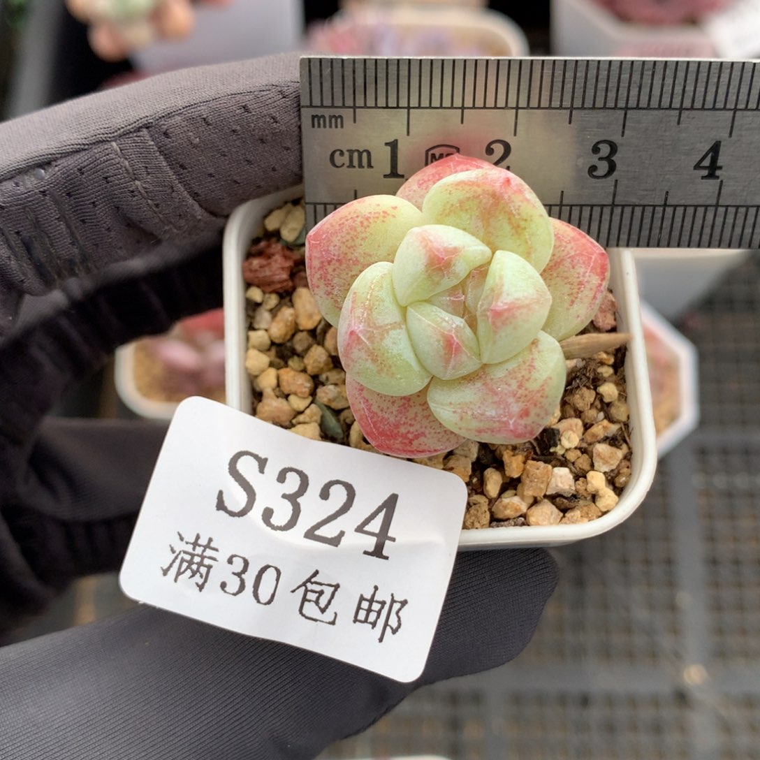 324。小脸带腿糖心冰玉