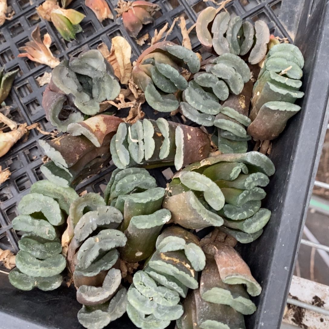 3123 一颗实生小玉扇 元旦整点福利