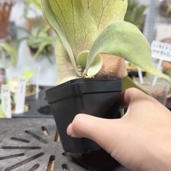 掉标鹿角蕨哦哦哦