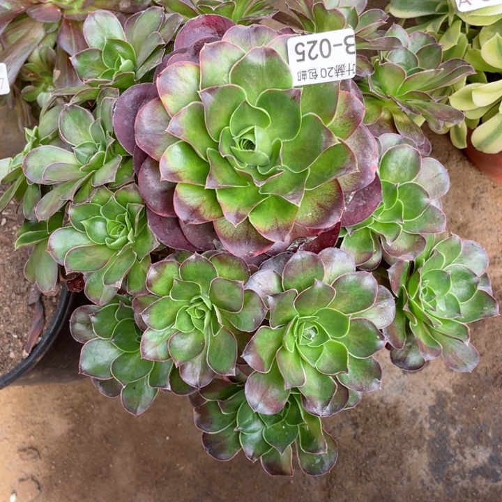 25魅金头发玫瑰多肉12344678