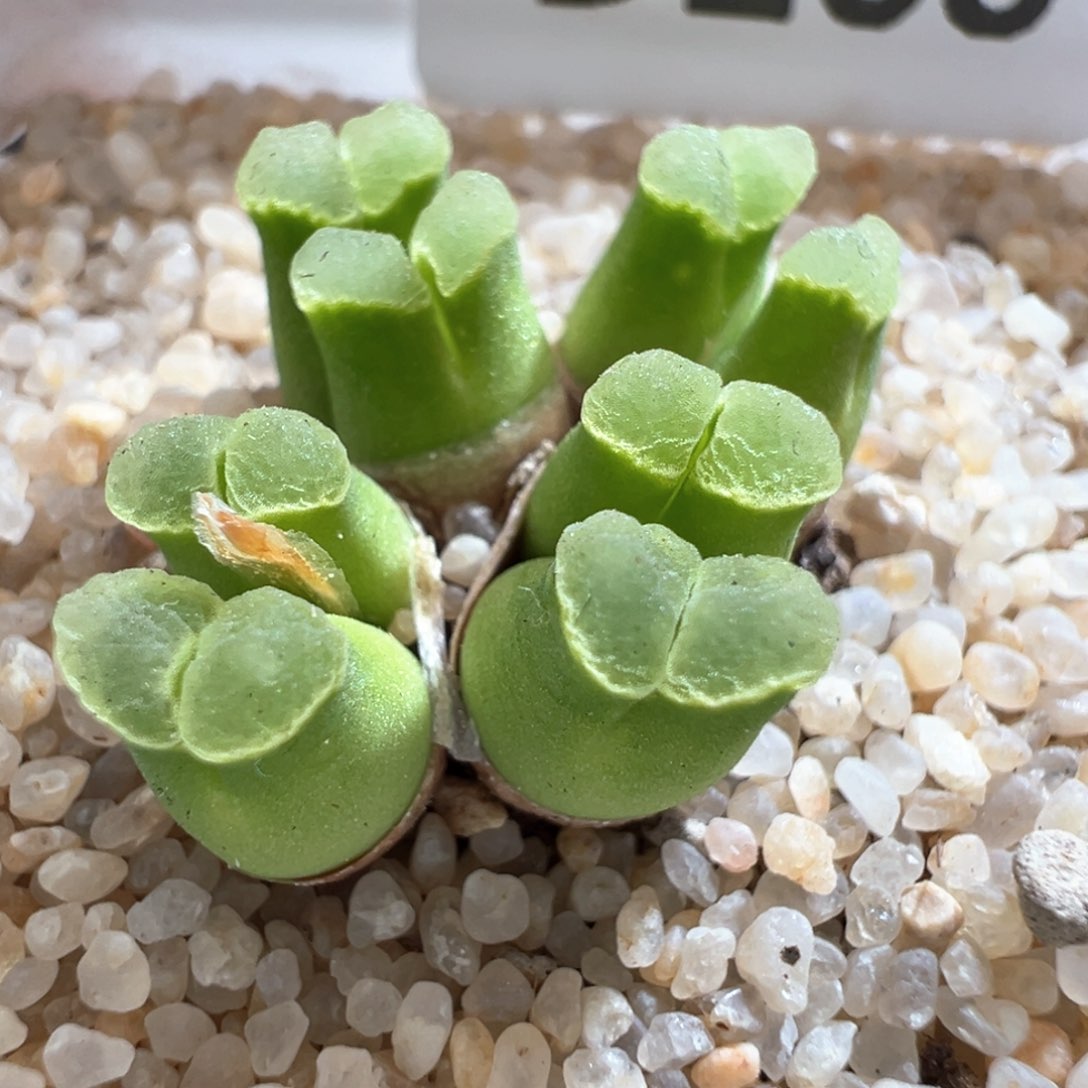 268。正版SB805 极窗大母本