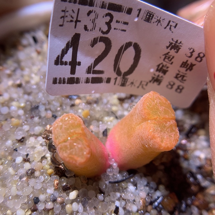 精品生石花33.420