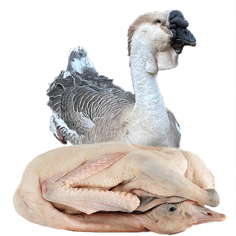 小狮头鹅肉 肉质鲜嫩预包装食品