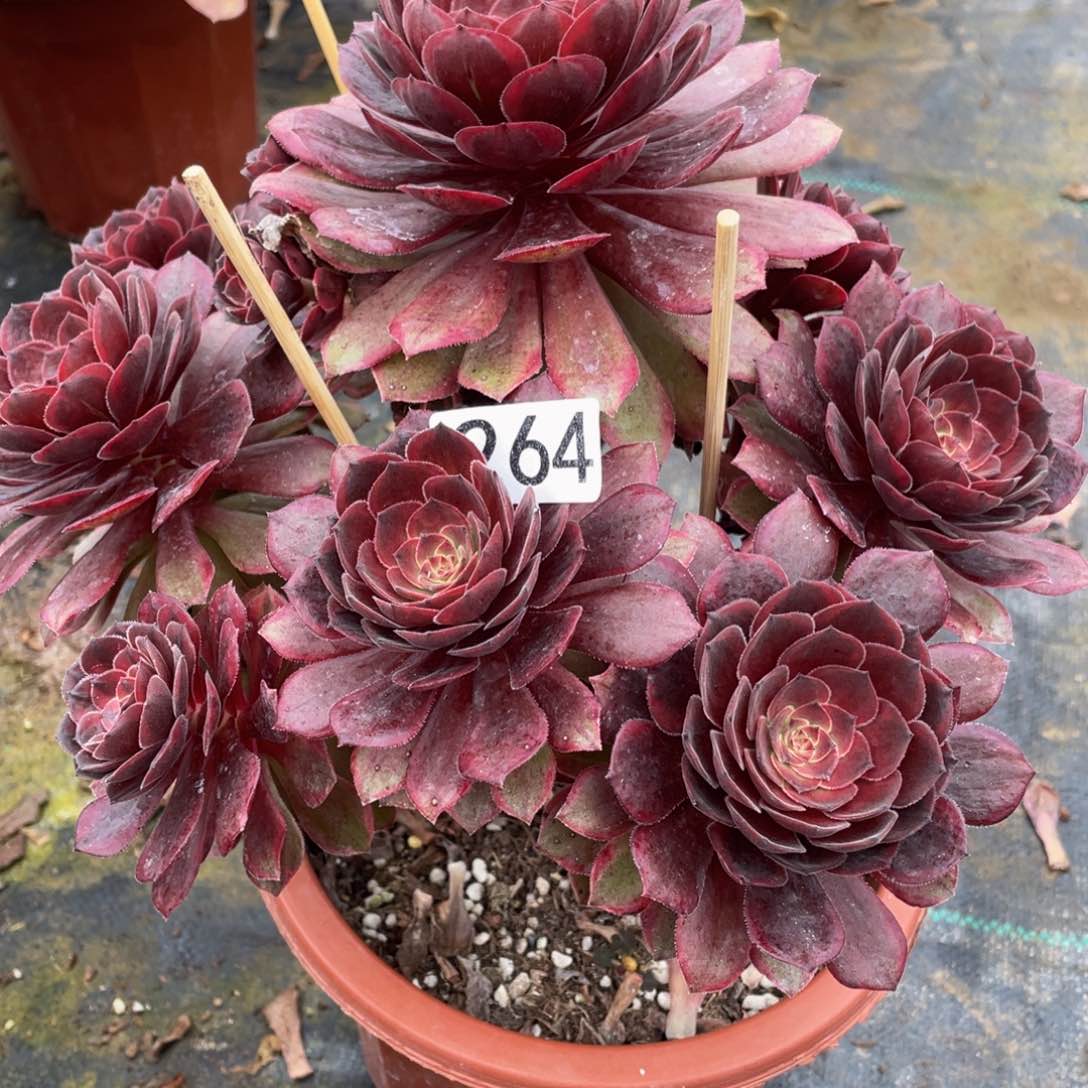 用****3264万家丽111111多肉