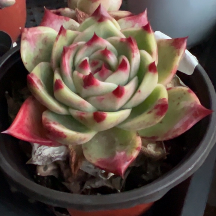 蓝龙多肉植物1029