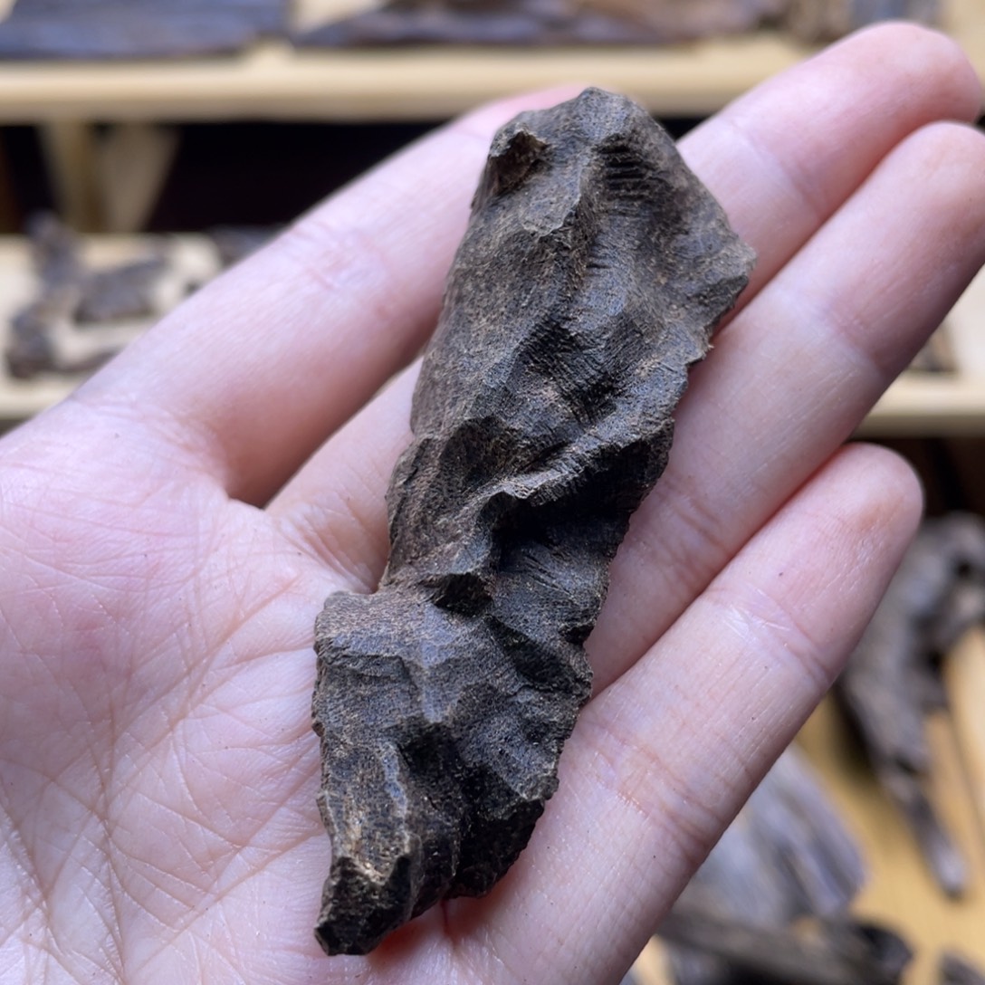 3.9克海南大山淳化老野料