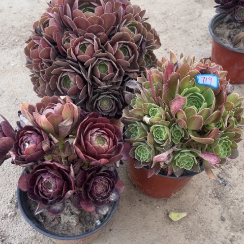 719多肉植物组合