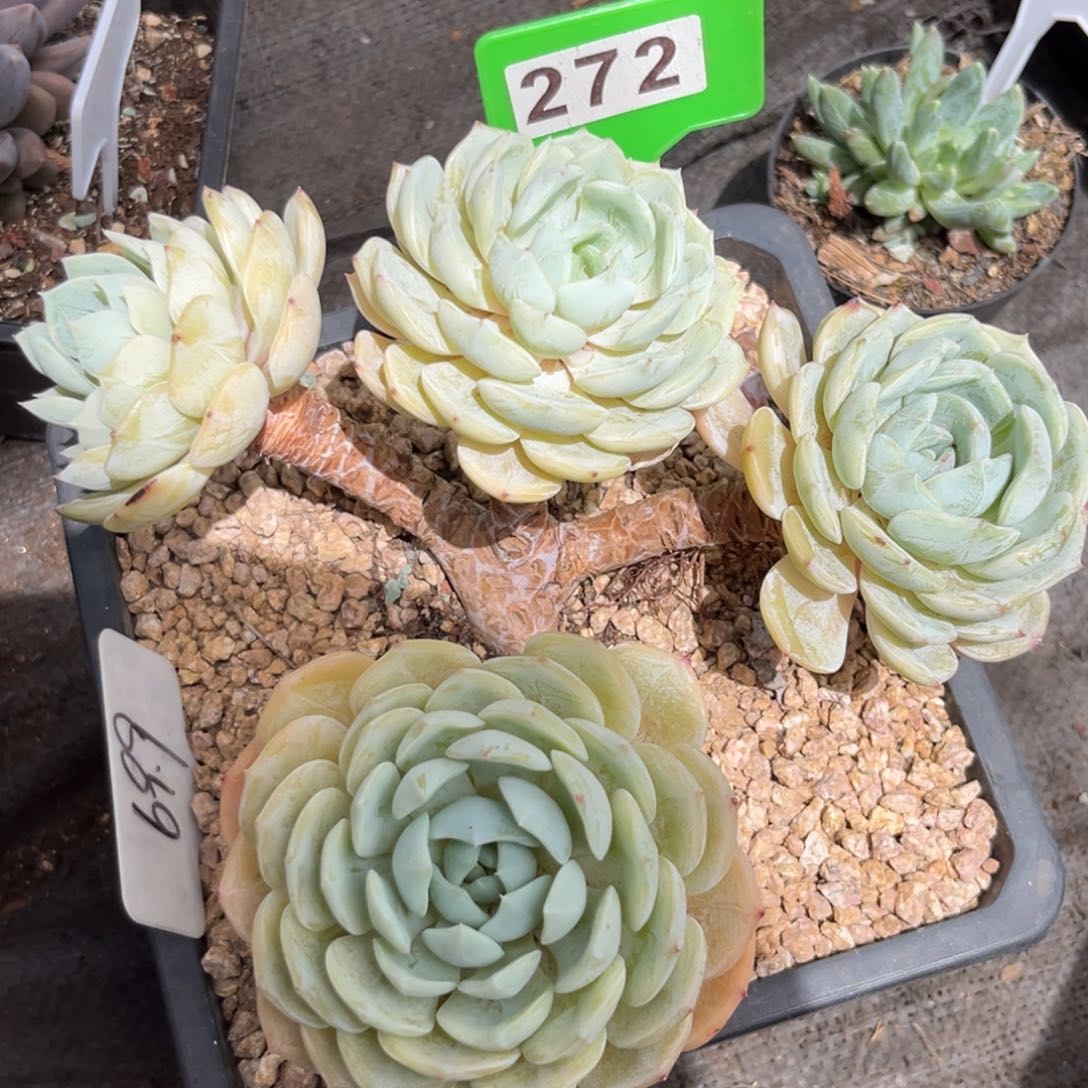 劳林多肉植物272