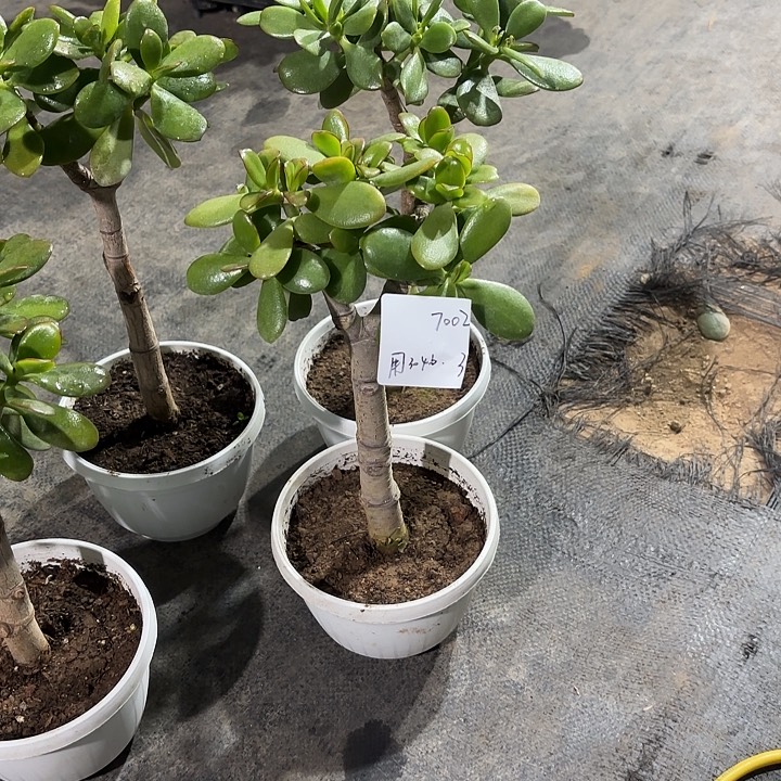 用***6当前无花栽培后可以开花30