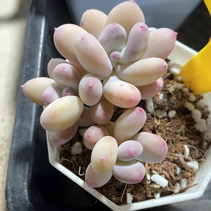 多肉植物彩虹奶920