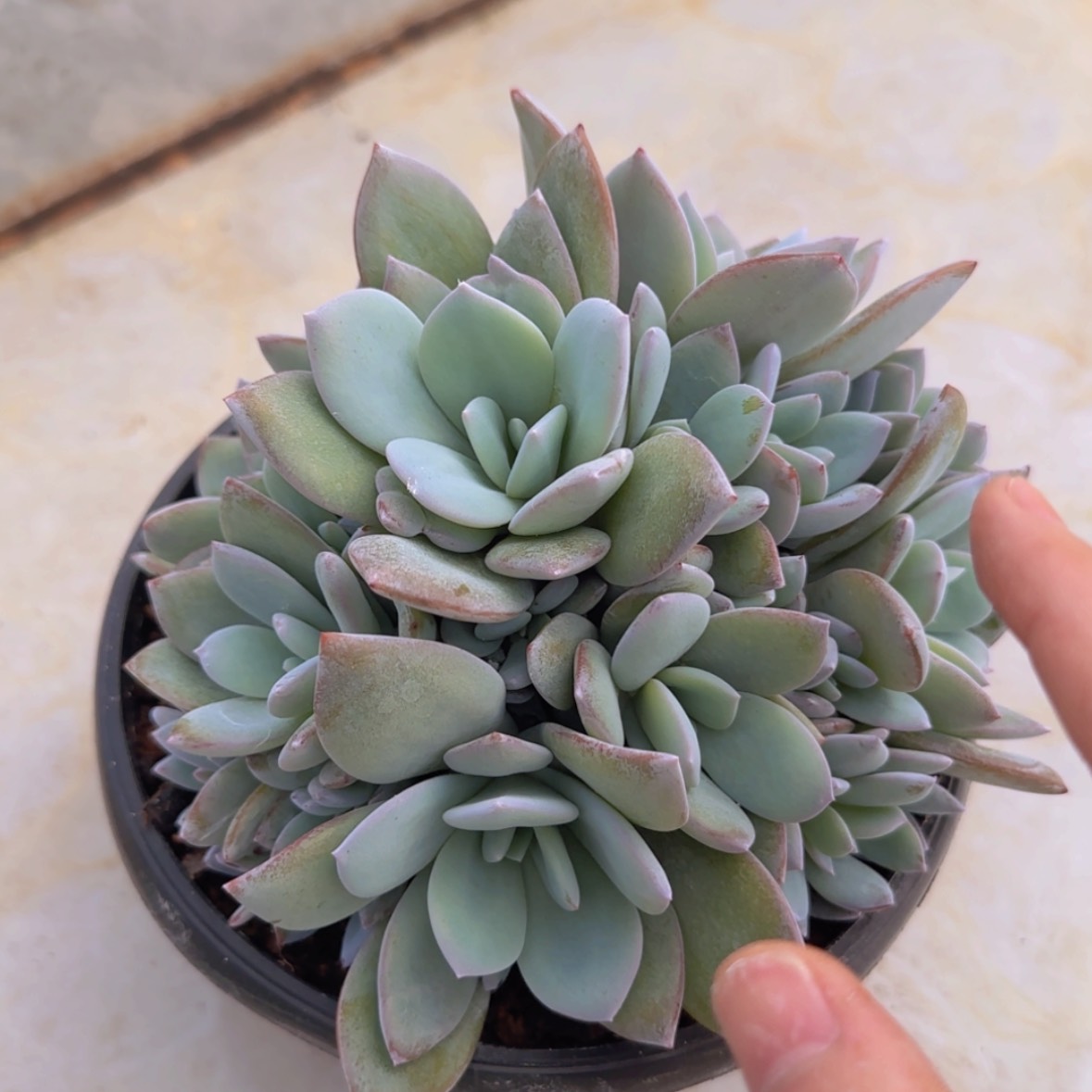 【闪购商品】15头起奶茶158