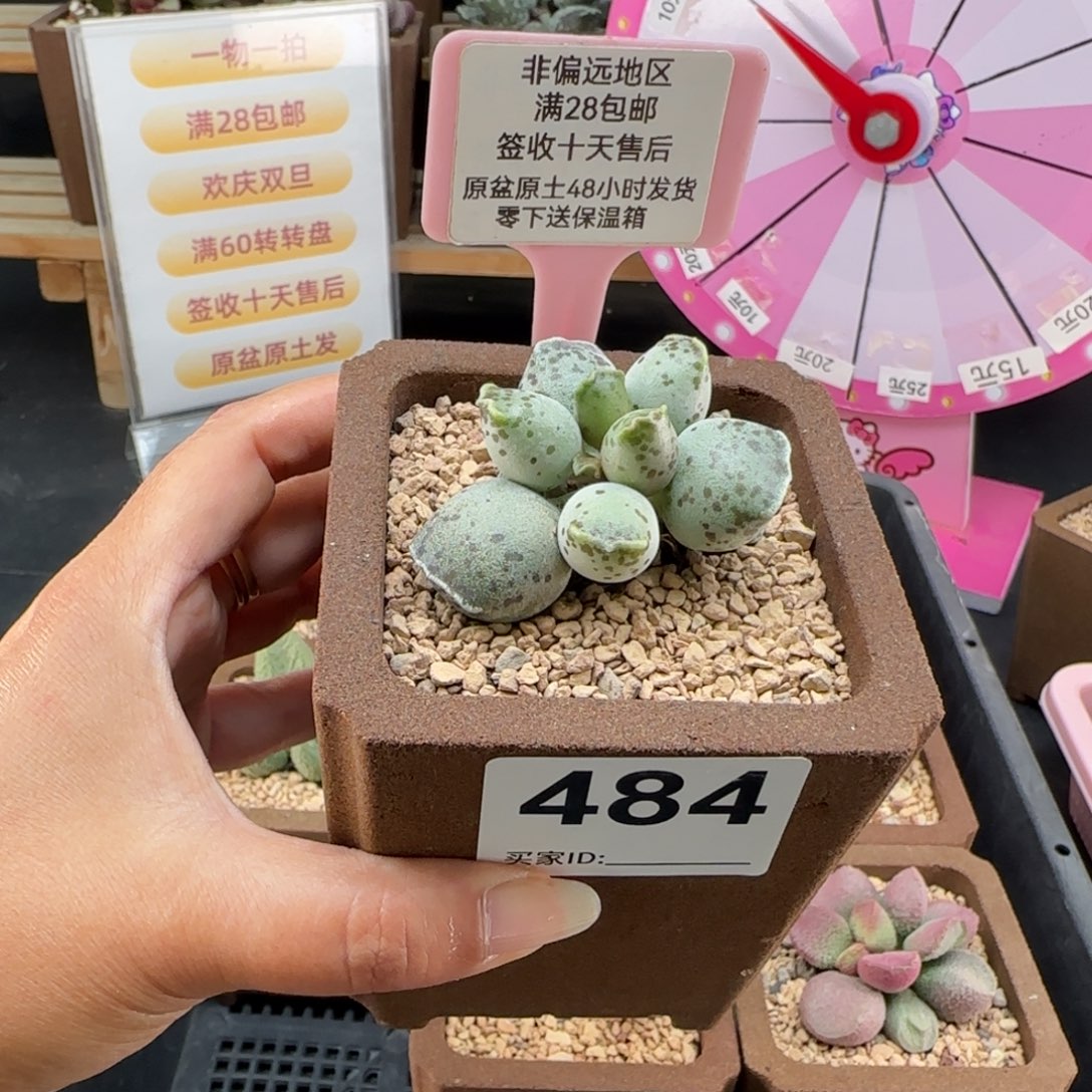 484丸叶海豹多肉植物