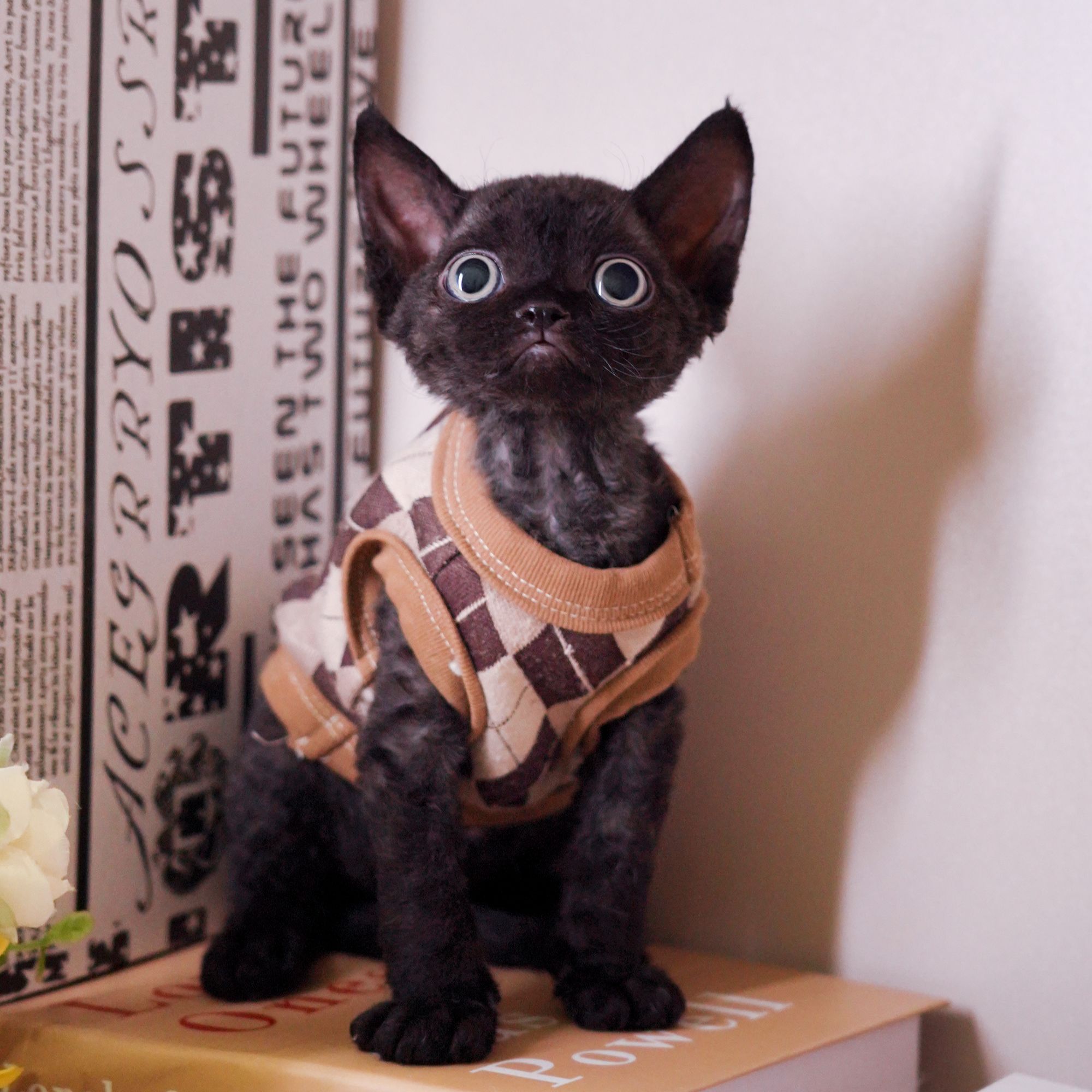 纯黑弟弟 德文卷毛猫