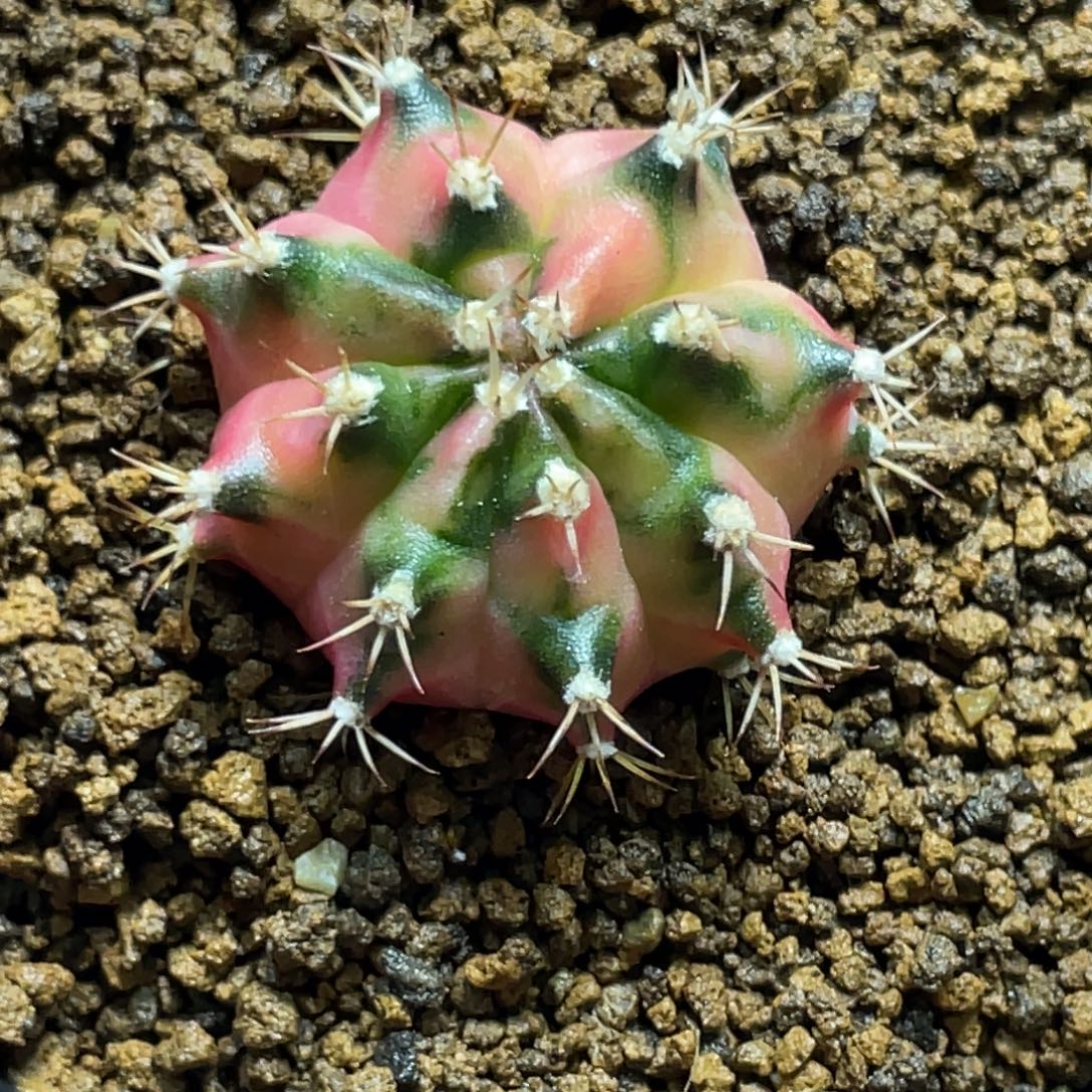 当前无花朵，栽培后可花朵小马克