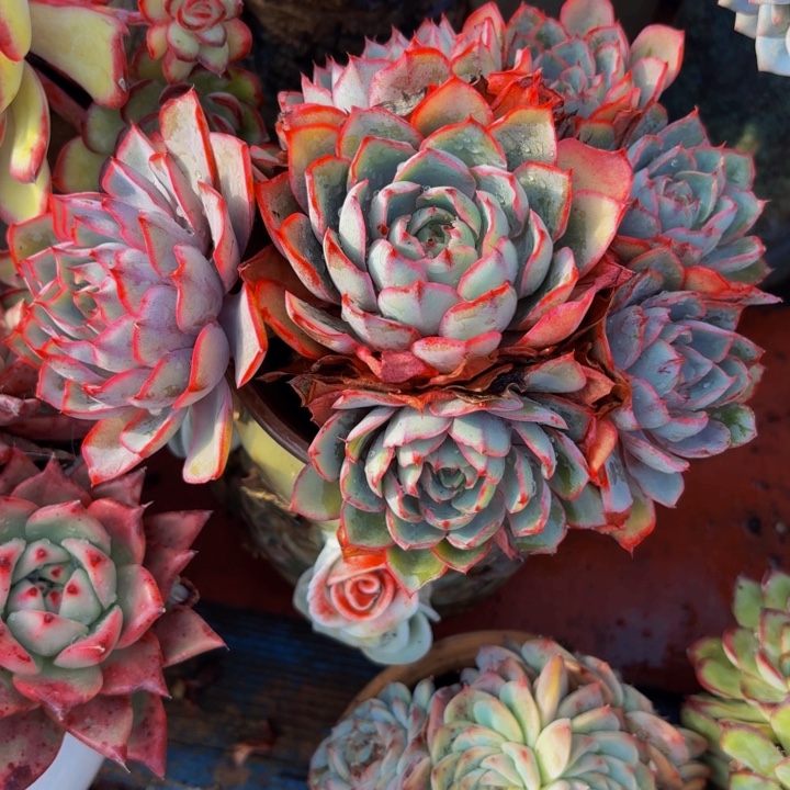 一***季老桩精品肉肉赫拉