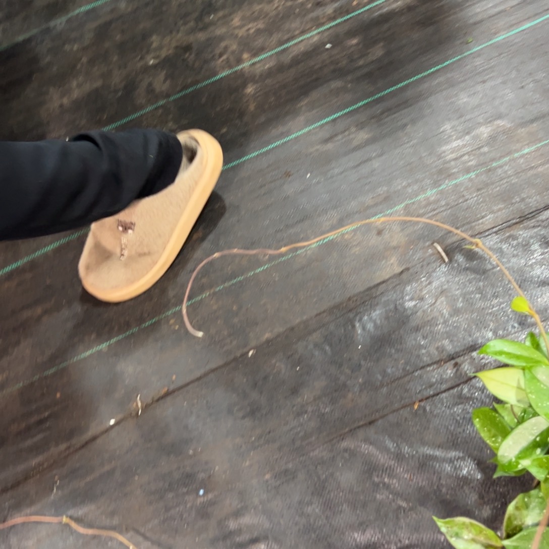 小***享无花朵卡诺萨绿叶白双拼