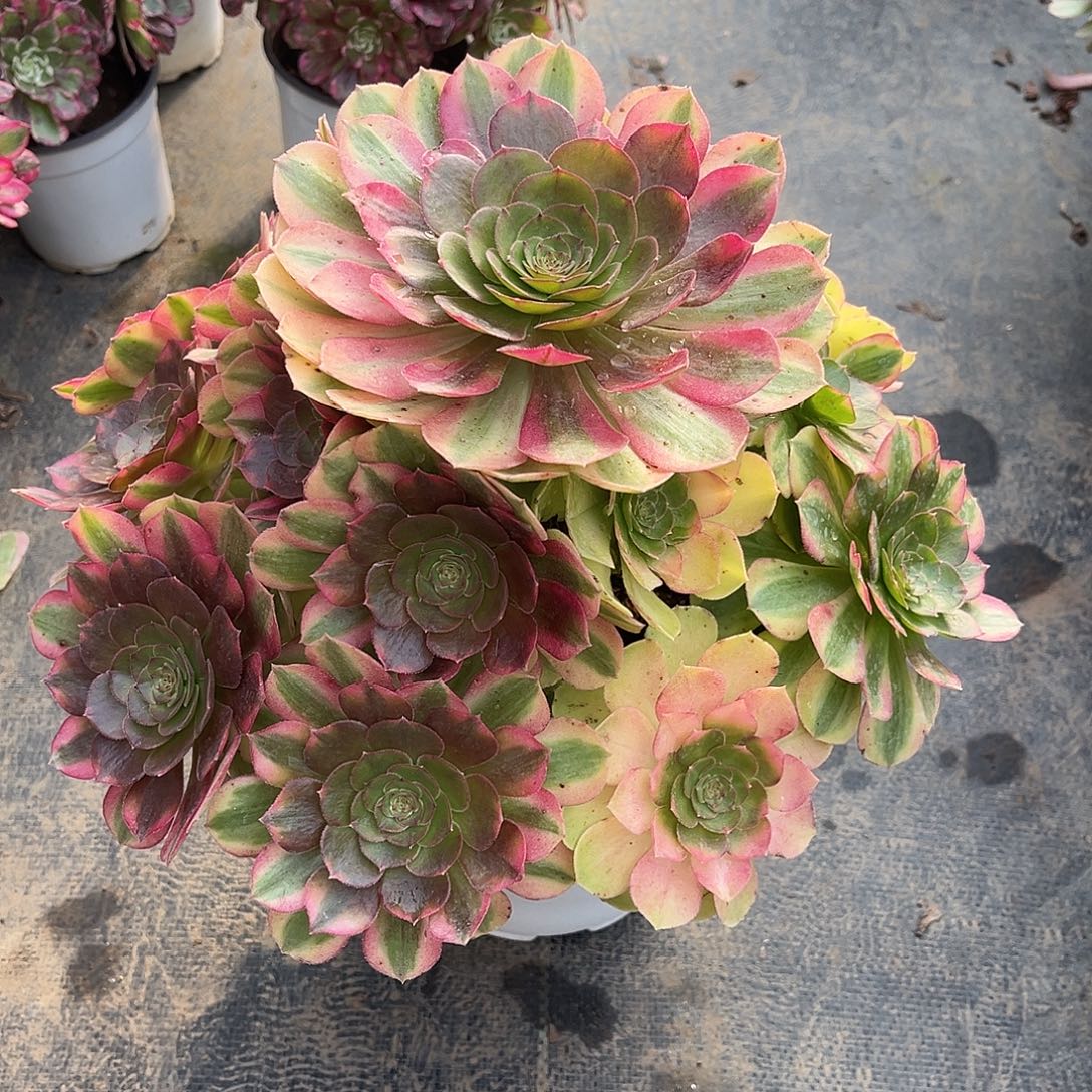 雨荷法师老桩漂亮