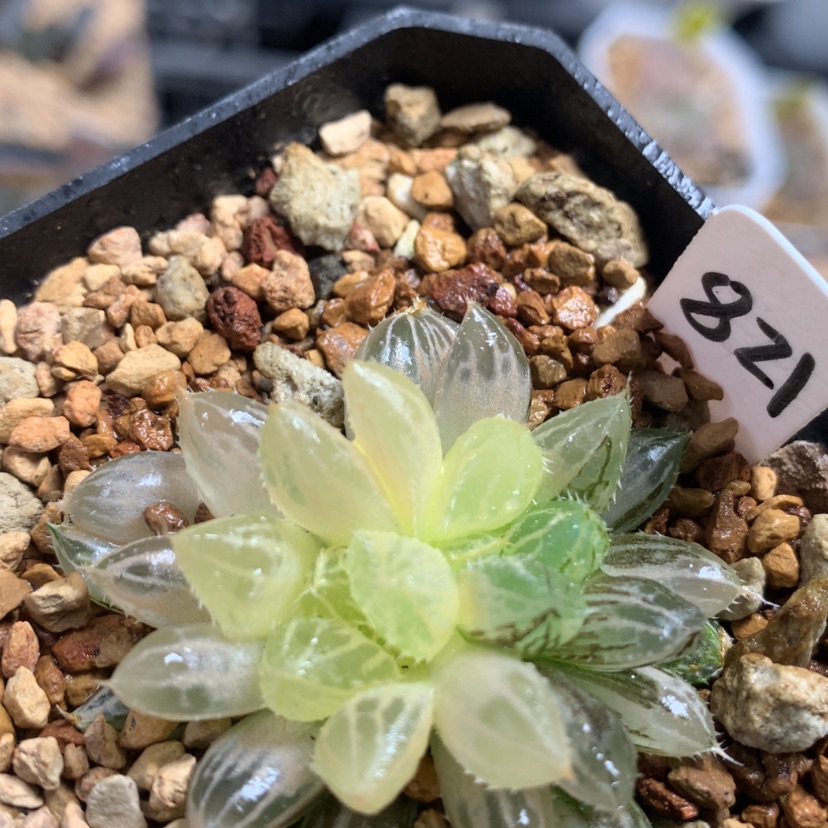 【闪购商品】821楼兰