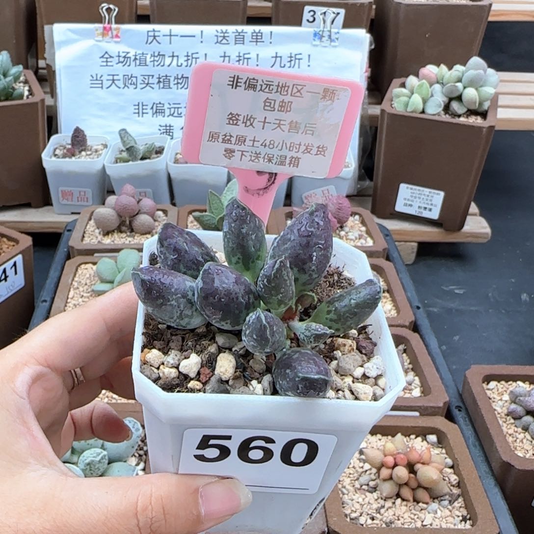 560二代紫海报多肉植物