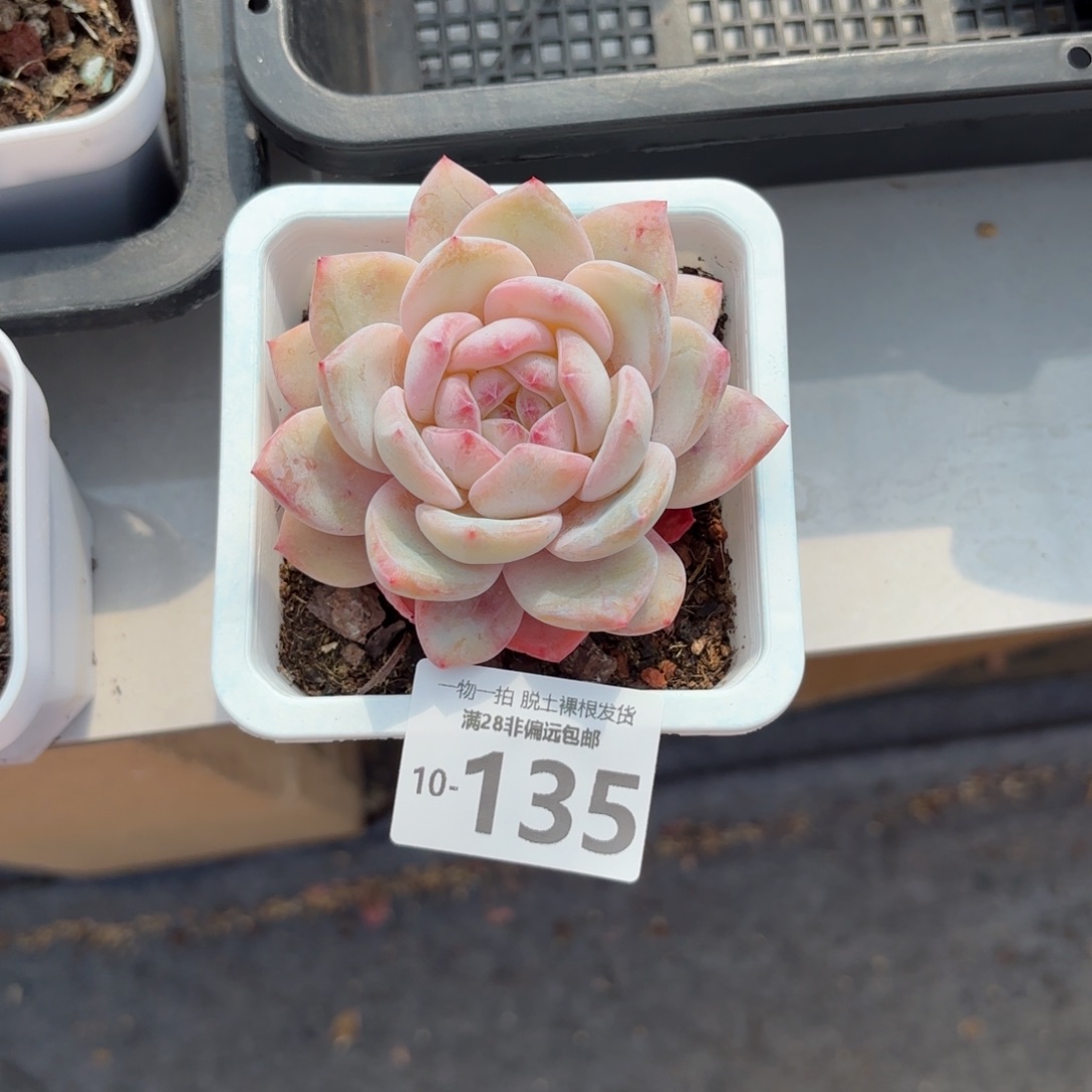 橙梦露单头多肉多肉多肉