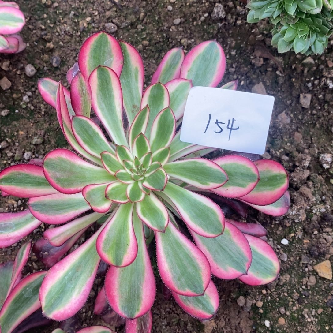 154香奈鹅多肉植物