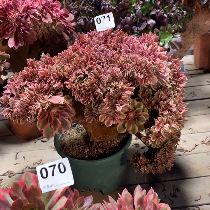 071女神缀多肉大师