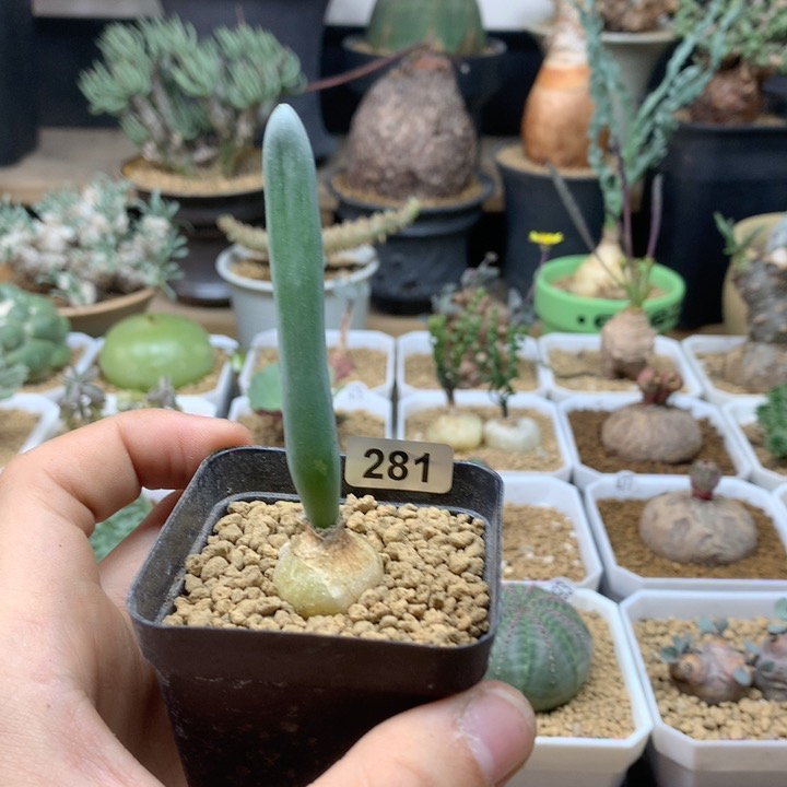 金箍棒母本带盆281