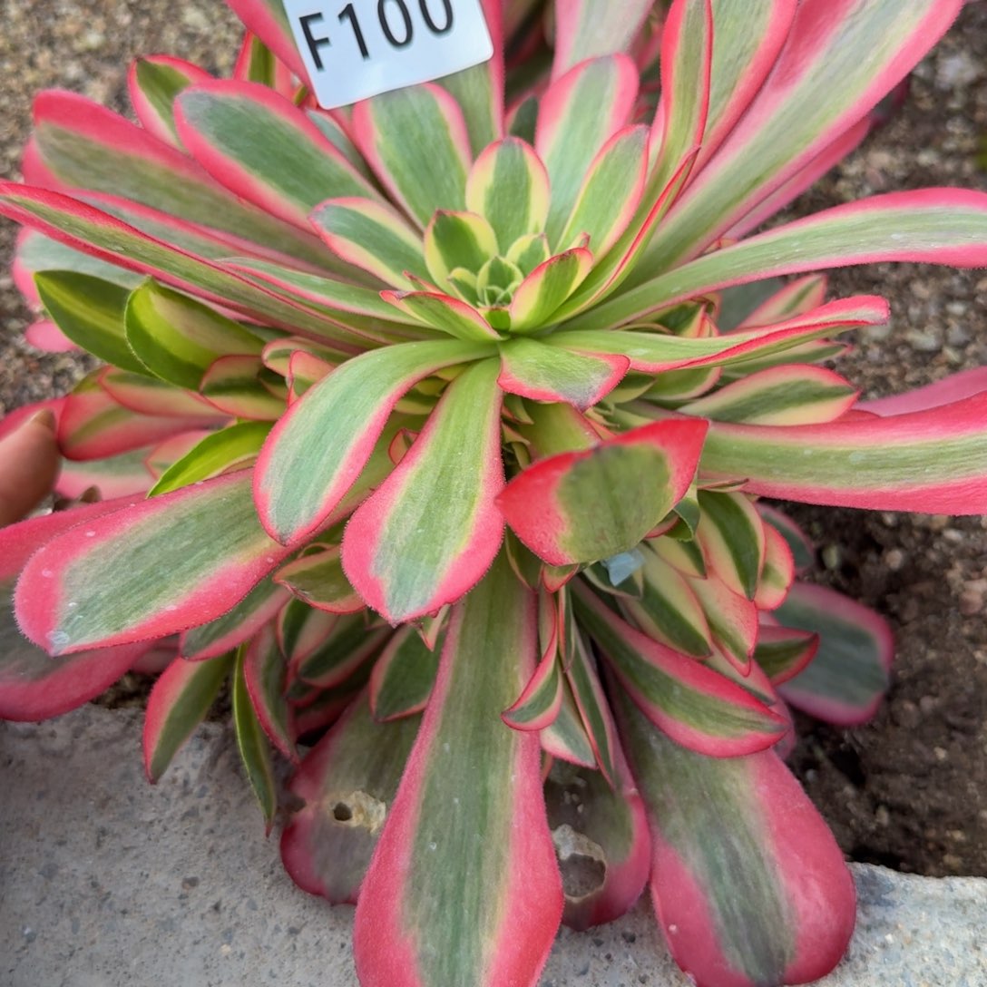 100桃夭。多肉植物