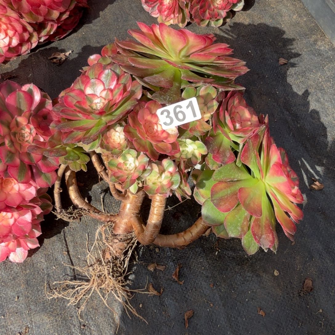 361多肉植物荔枝有砍特价