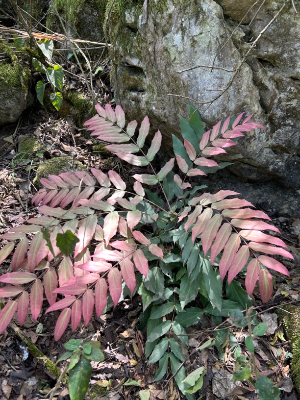 (深山好物阁）贵州深山下山货一物一拍