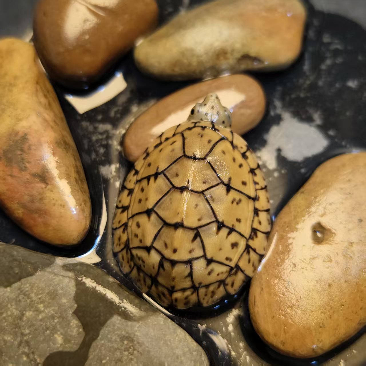 巨头蛋龟大苗开纹苗墨足