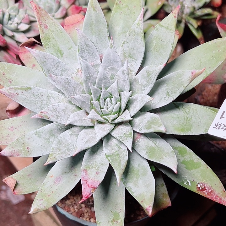 9281雪山仙女杯多肉