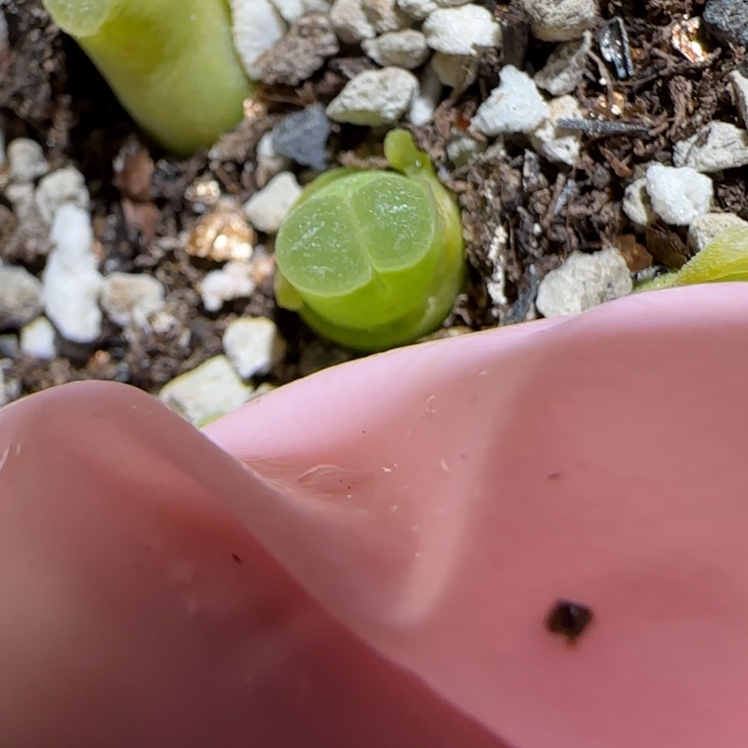 肉锥多肉植物百科-极窗1162