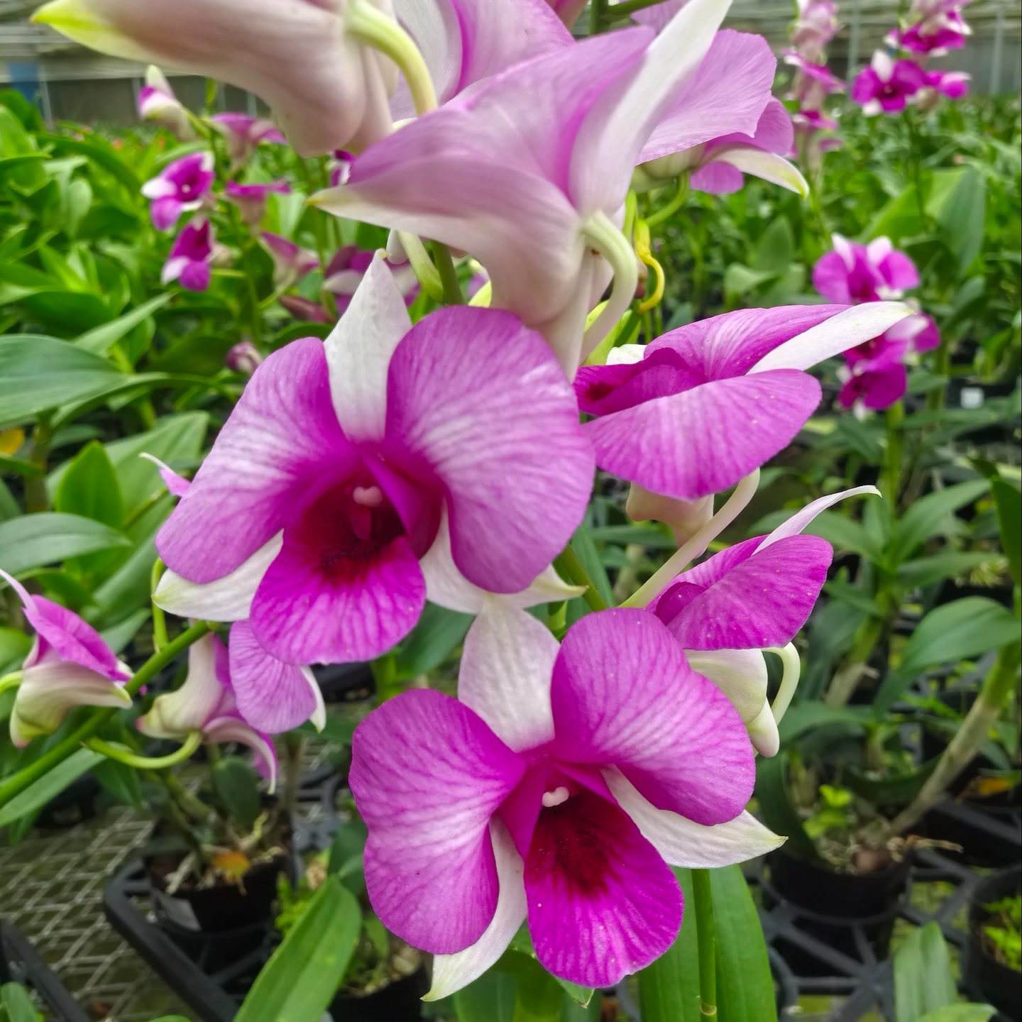 朝阳石斛兰秋石斛双花剑发货
