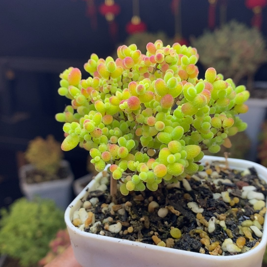 c73号蜜橘糖球枝干多肉